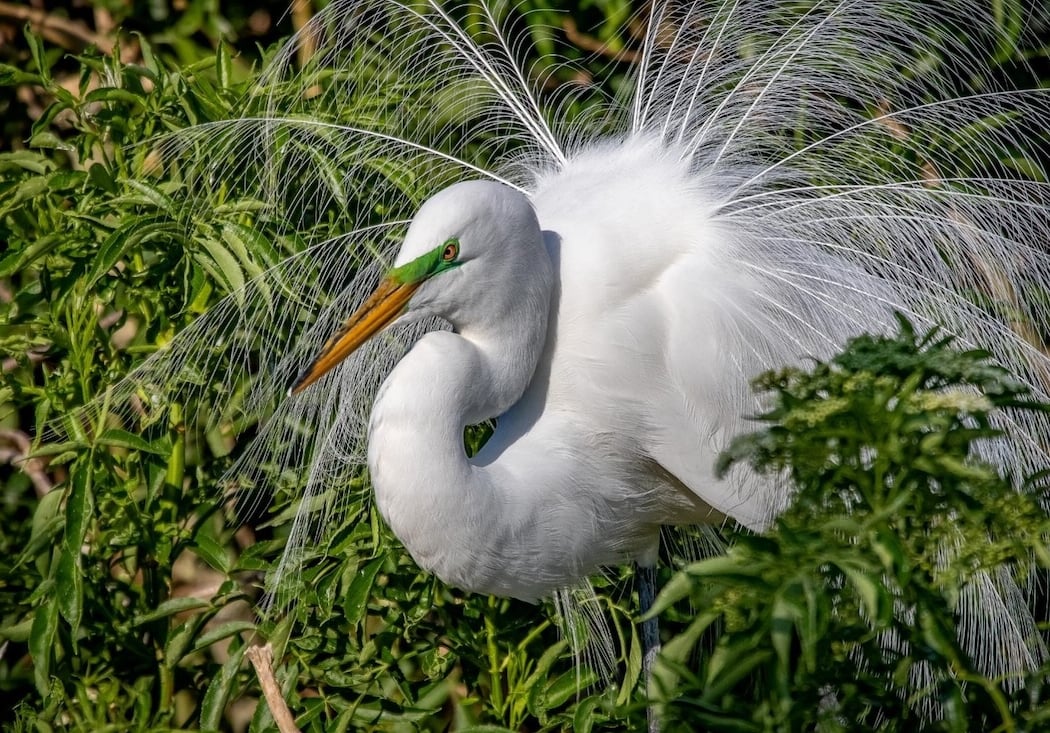 Bird-Friendly Yards Tour 3