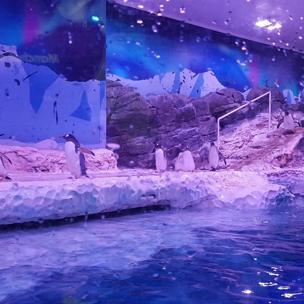 Sea Life Aquarium Experience 2
