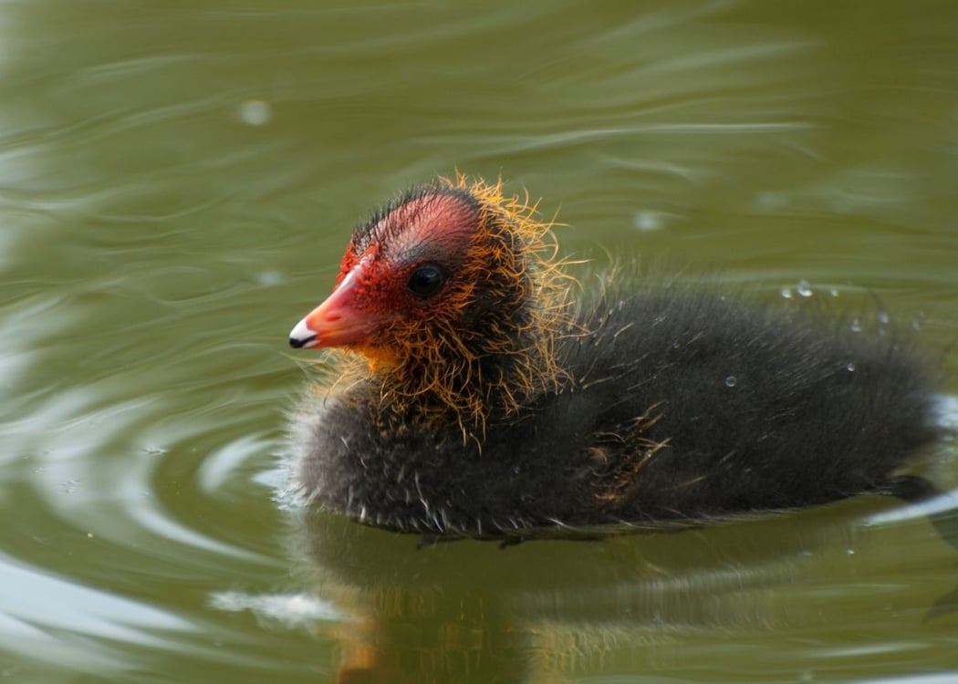 Les oiseaux du lac Daumesnil 1