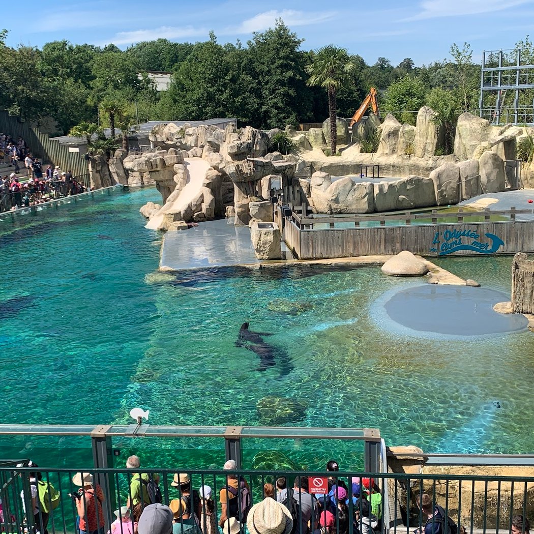 Odyssey Of Sea Lions 2