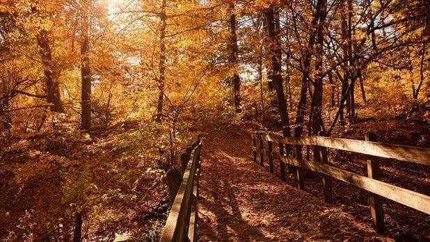 Albany Pine Bush Preserve 1
