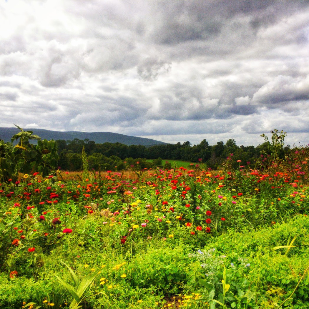 Jones Farm 2