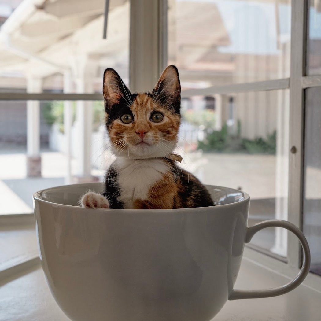 Itty Bitty Kitty Cafe 1