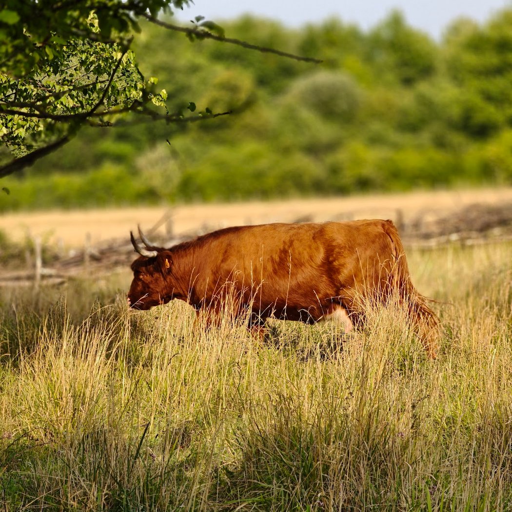 Espace de biodiversité de la Rosière 1