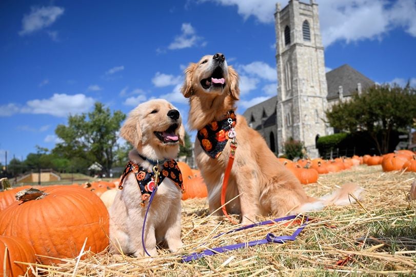Pumpkin Patch 3