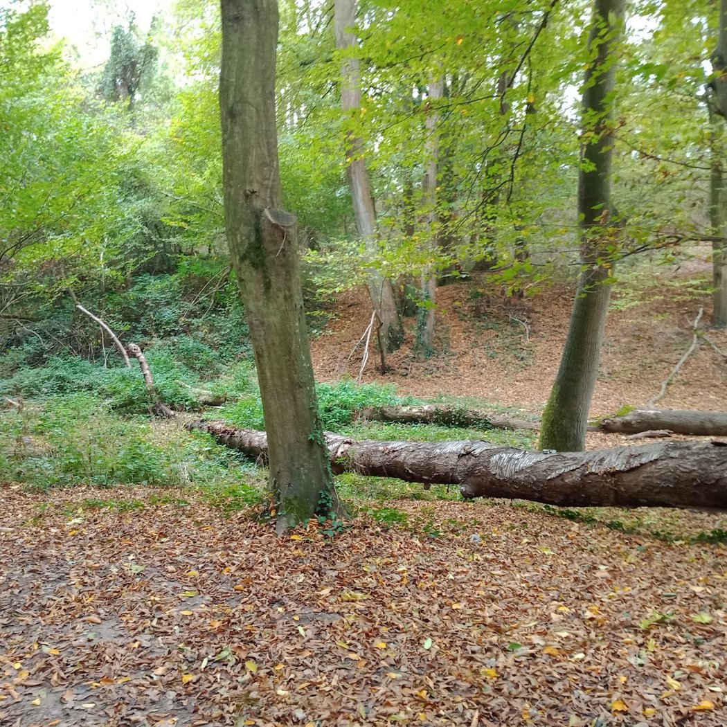 Foret Auvers sur oise 2