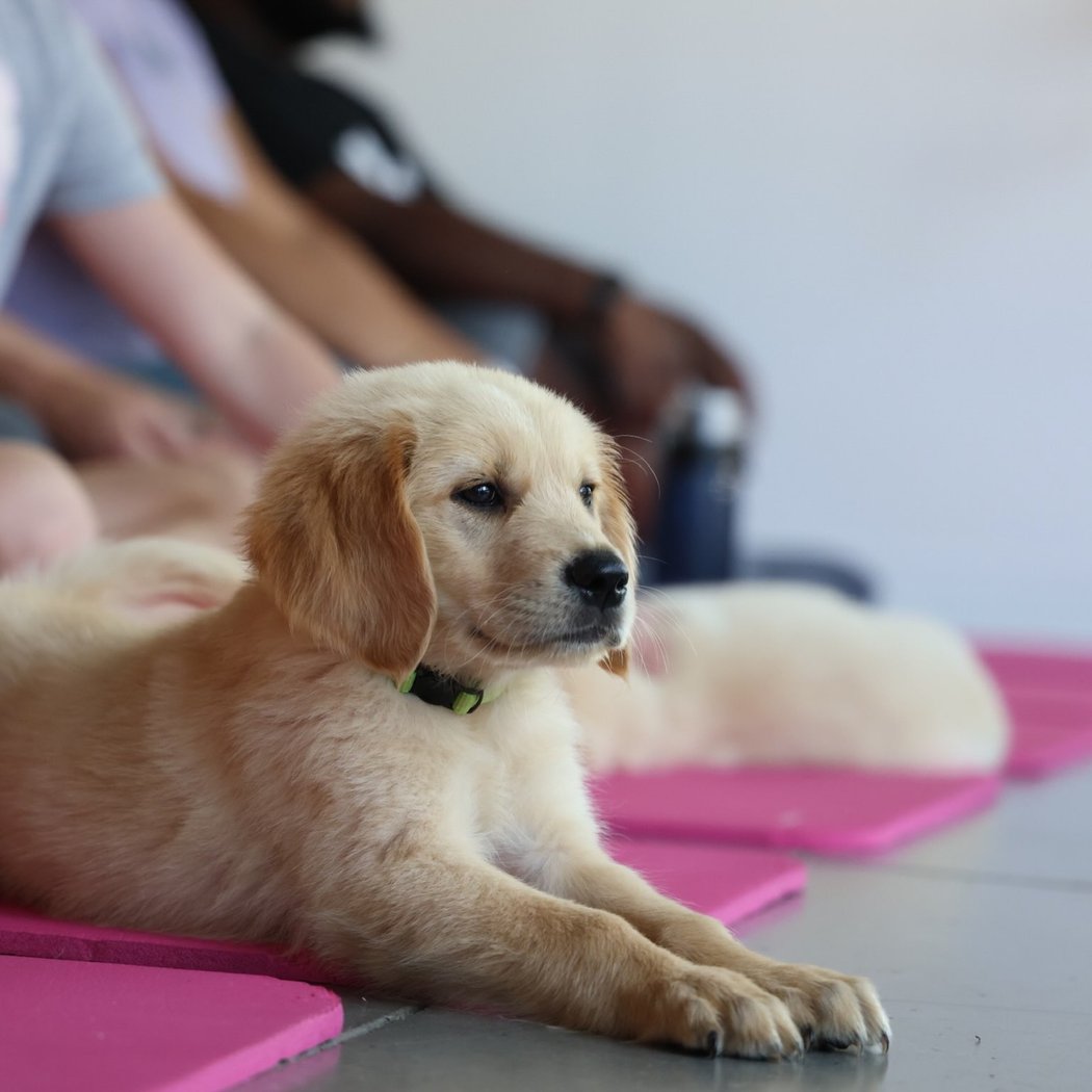 Golden Retriever Puppy Yoga