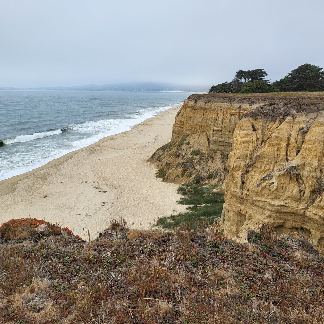 Wavecrest Raptor Walk-with San Mateo County Bird Alliance 2