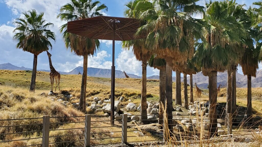 The Living Desert Zoo and Gardens 3