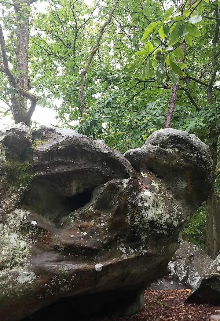 Forêt des grand avaux 3