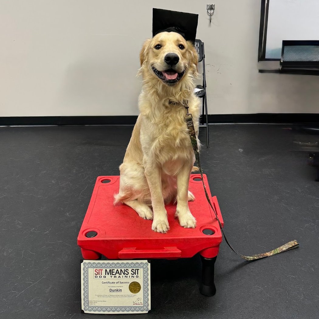 Sit Means Sit Dog Training 2