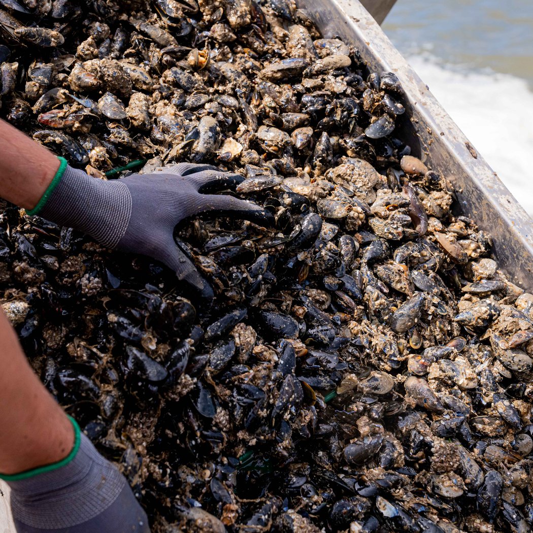 Moules de bouchot de L'Equipage - Le Comptoir de l'Equipage - La Plaine-sur-Mer 2