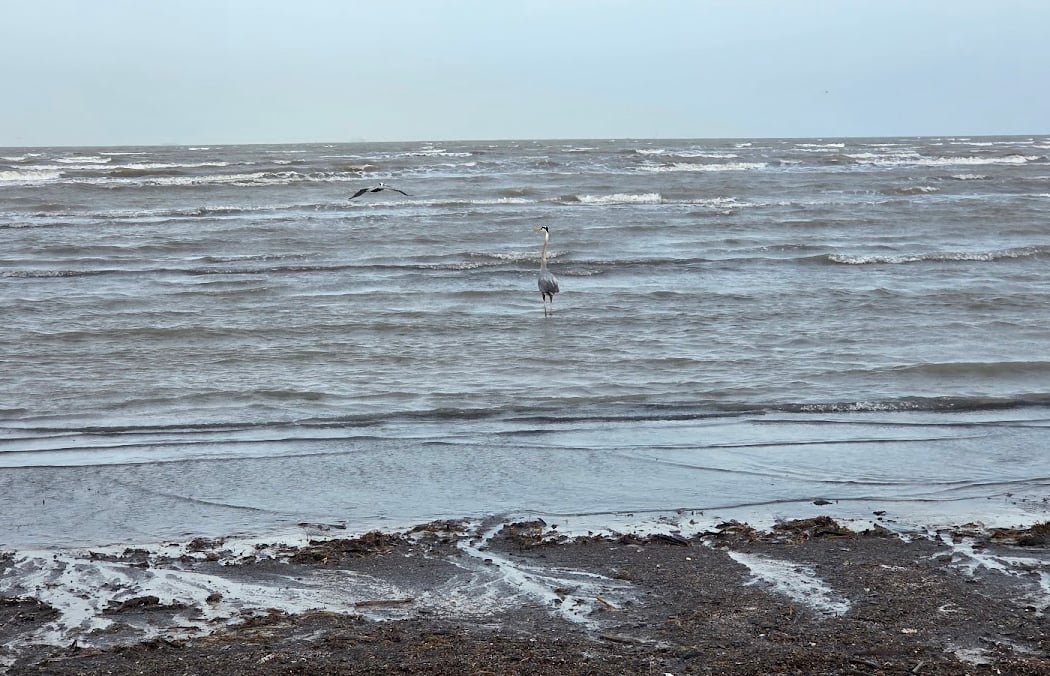 Bolivar Flats Shorebird Sanctuary 1