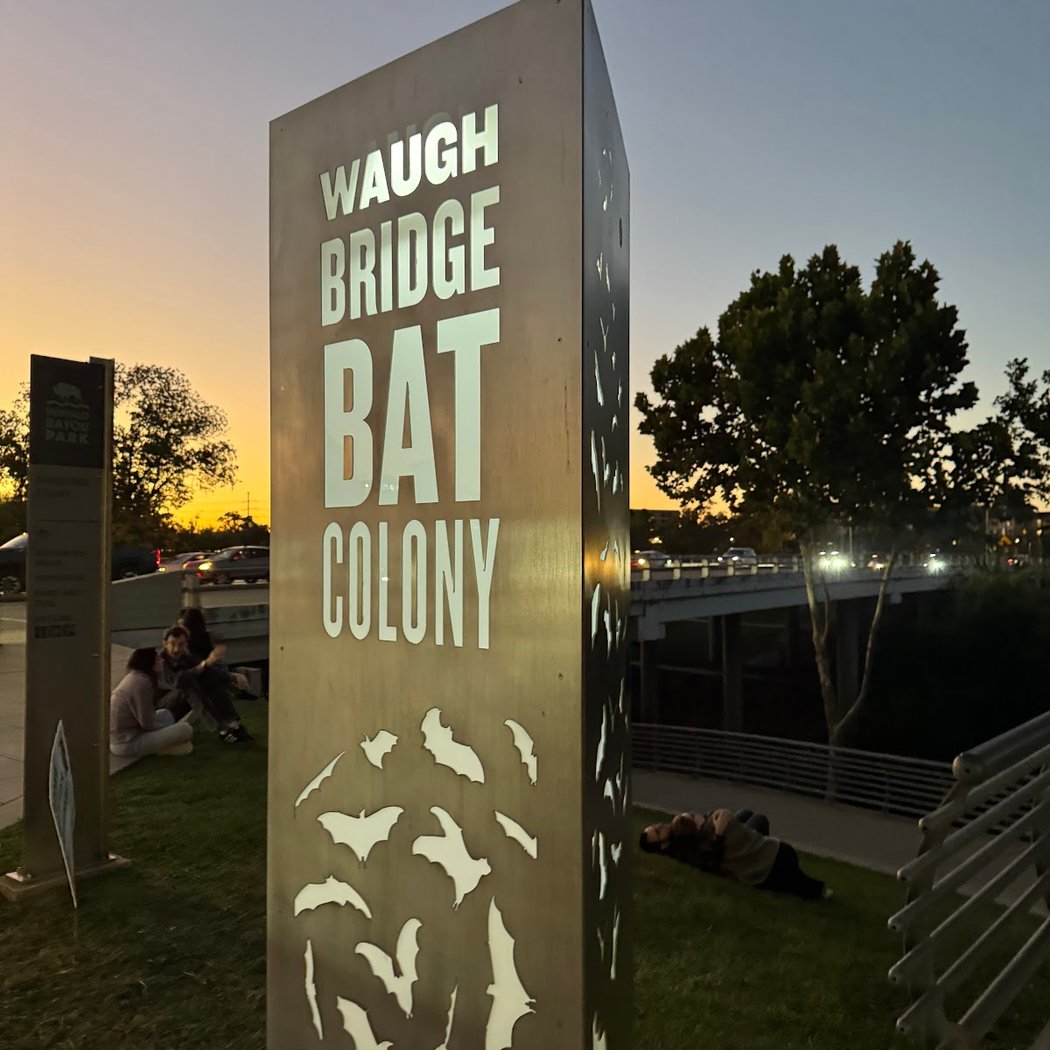 Waugh Drive Bat Colony 2