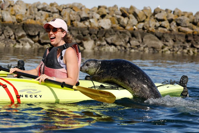 Ballard Sea Kayak Tour 1