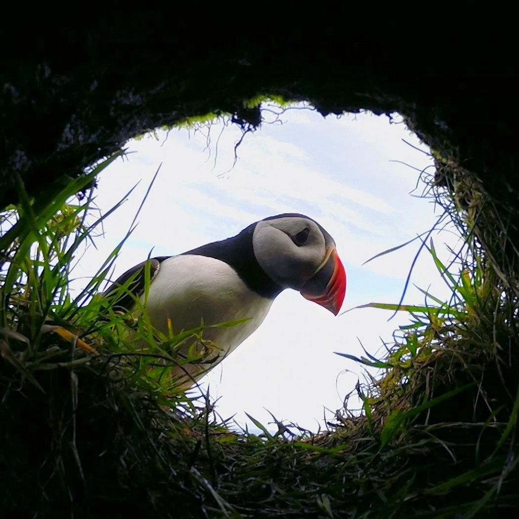 Wild Hope: Puffling Patrol 1