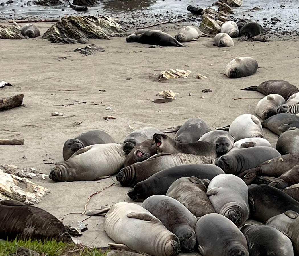 Guided Walks at Año Nuevo State Park 3