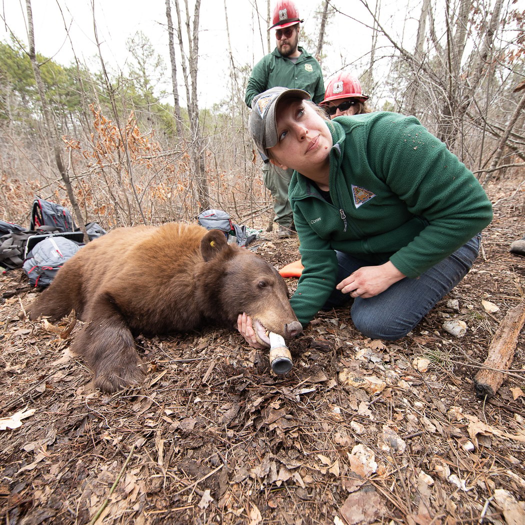 Missouri Black Bears 1