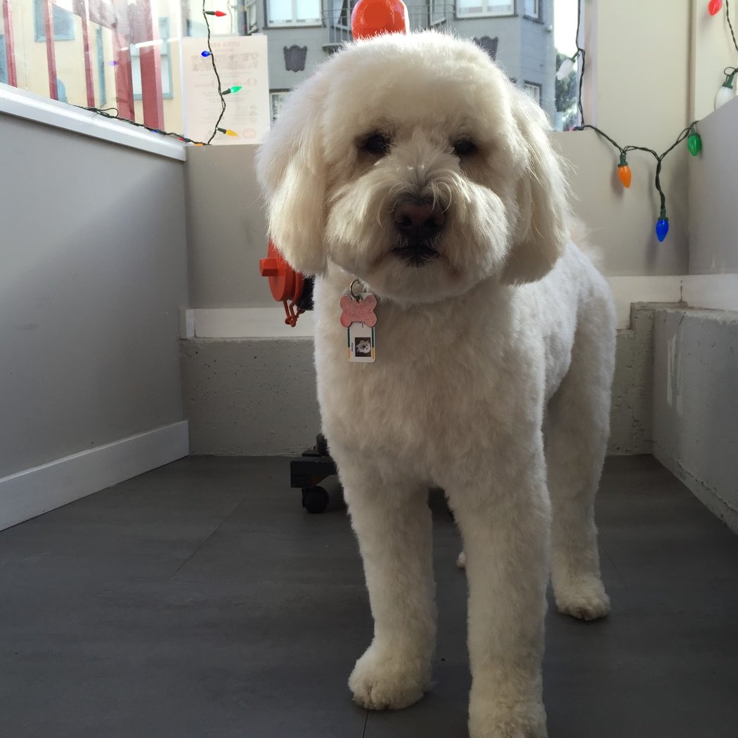 Little Ark Dog Grooming 1