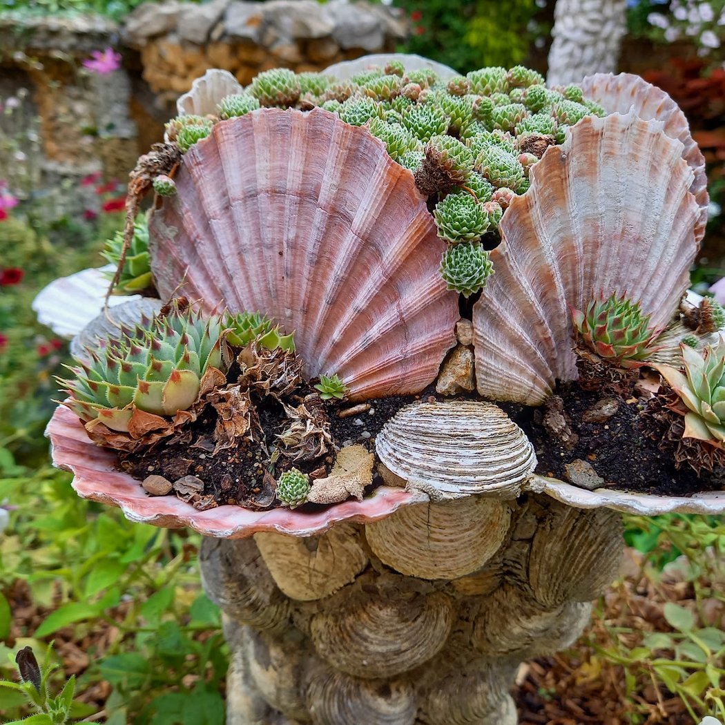 Jardin Rosa Mir 1