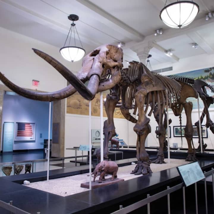American Museum of Natural History 2
