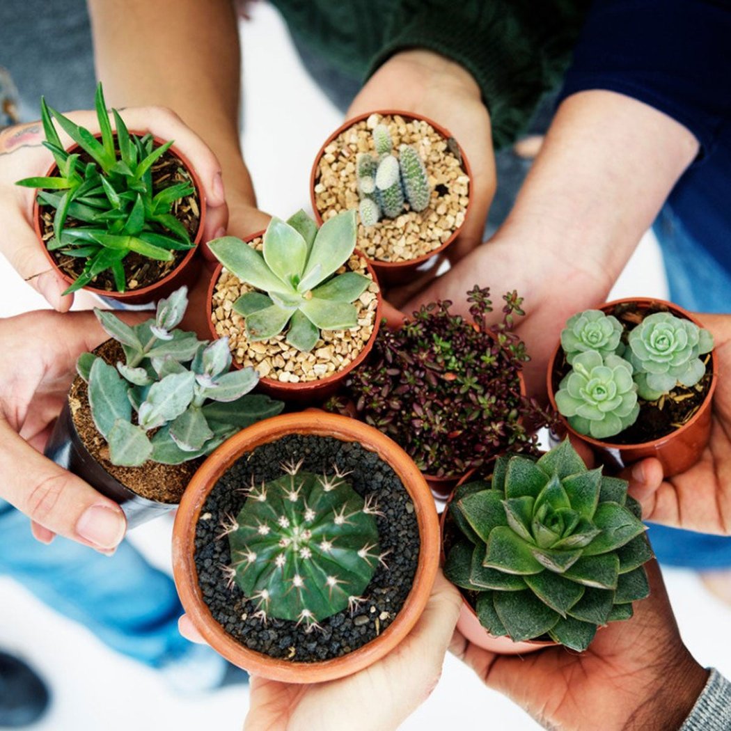 Katy Plant Swap: 1 Year Anniversary Celebration 2