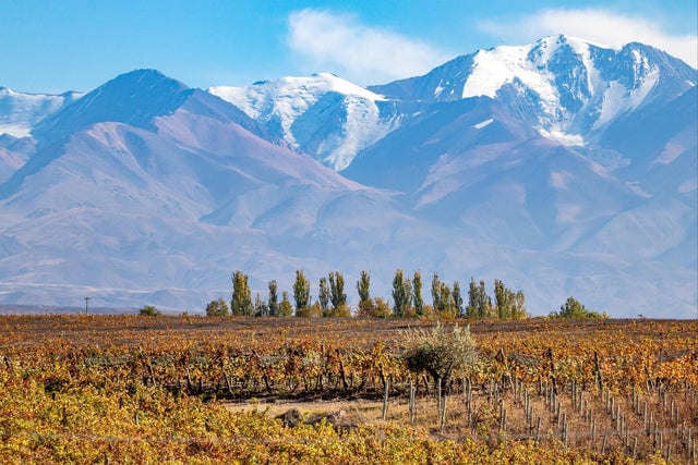 Wine 101: Argentina with Georgia Sugerman 1