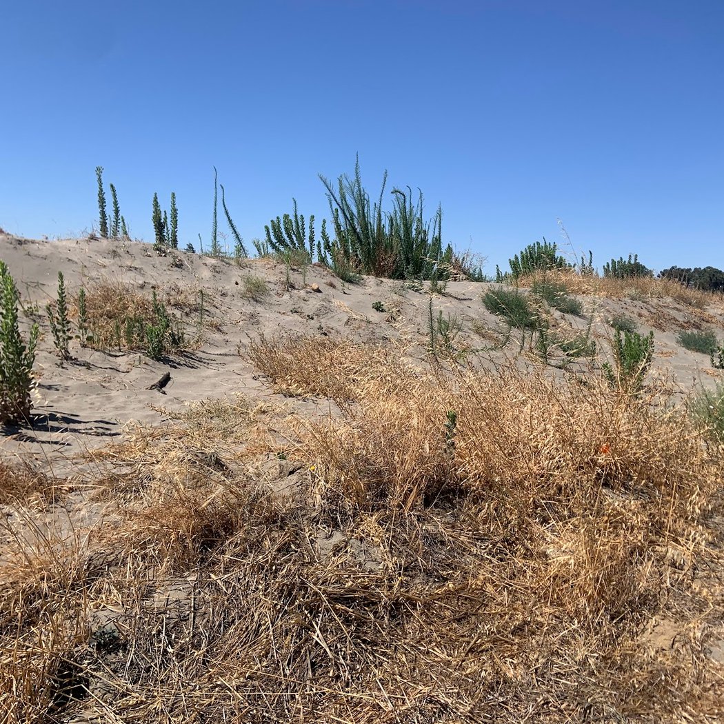 Antioch Dunes National Wildlife Refuge 3