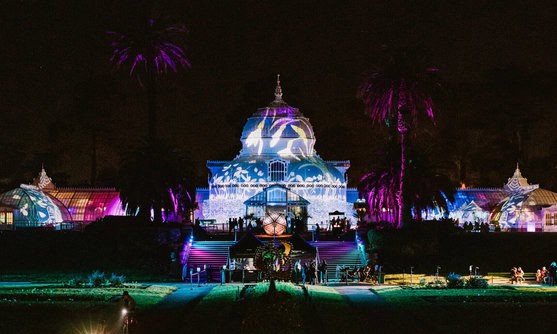 Photosynthesis Light Show 1