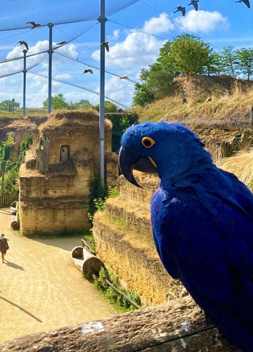 Bioparc de Doué-la-Fontaine 1
