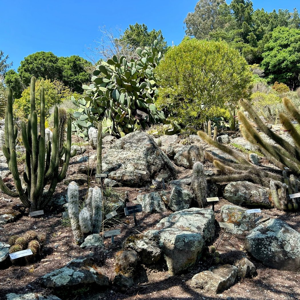 Discovery Station: Cycads 5