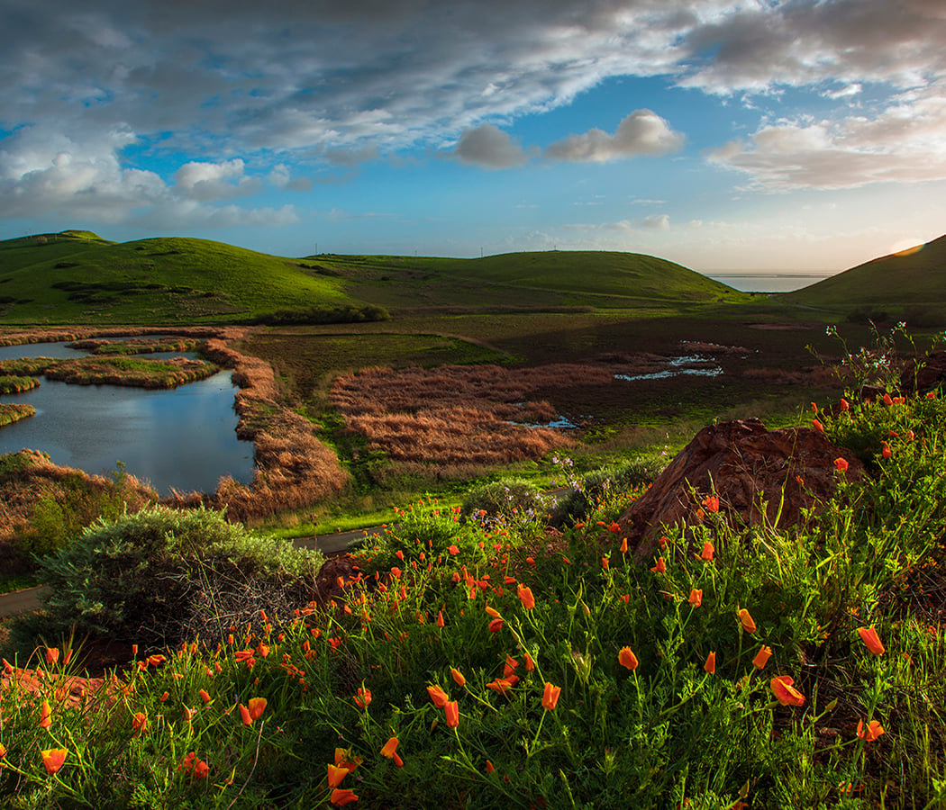 Coyote Hills Regional Park 1