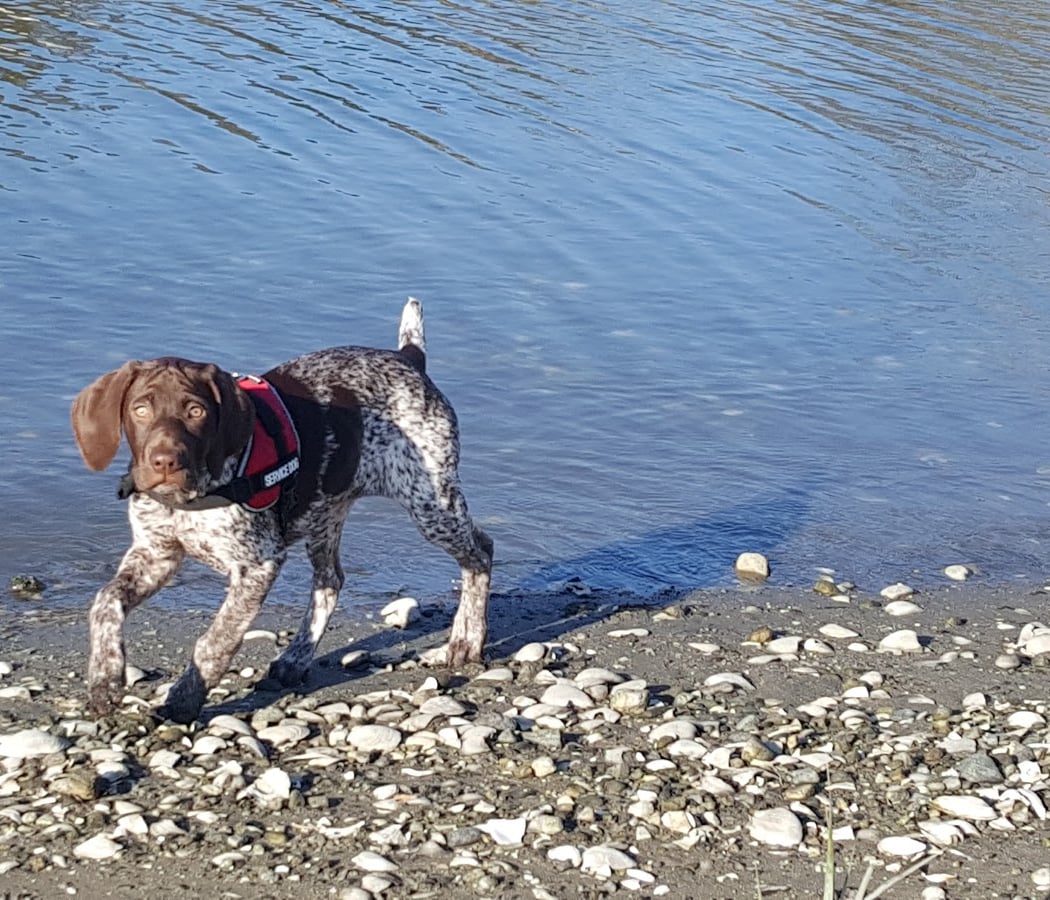 Grass Island Dog Park 1