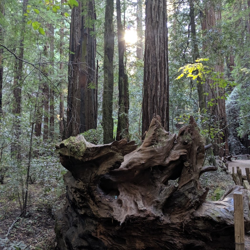 Free guided walks through Armstrong Redwoods 3
