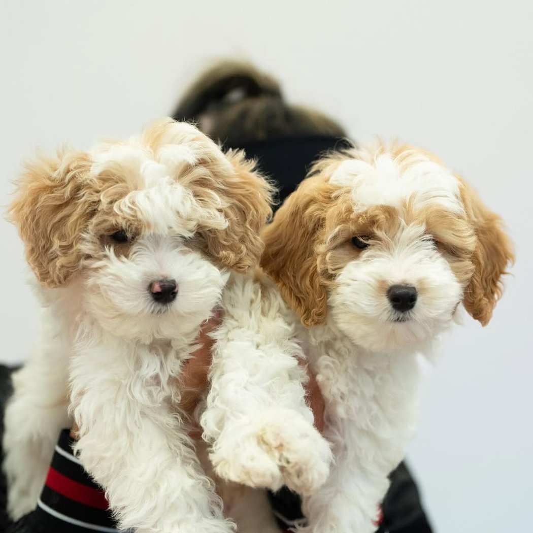 Golden Retriever x Poodle Puppy Yoga 2