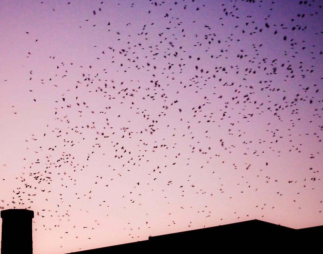 Sunset Swifts 1