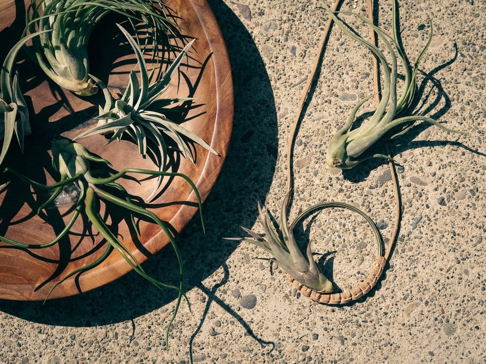 Brass and Leather Air Plant Hangers Workshop 2