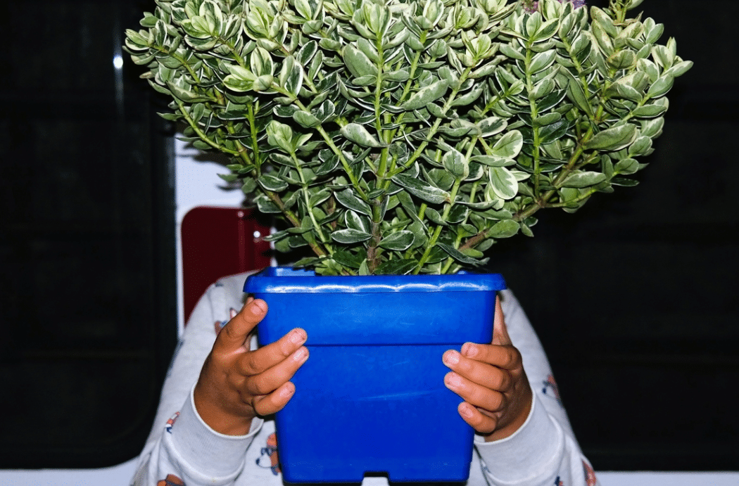 Flore vagabonde 2