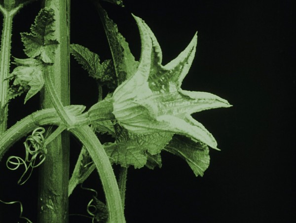 Science/Fiction, Une non-histoire des Plantes 3