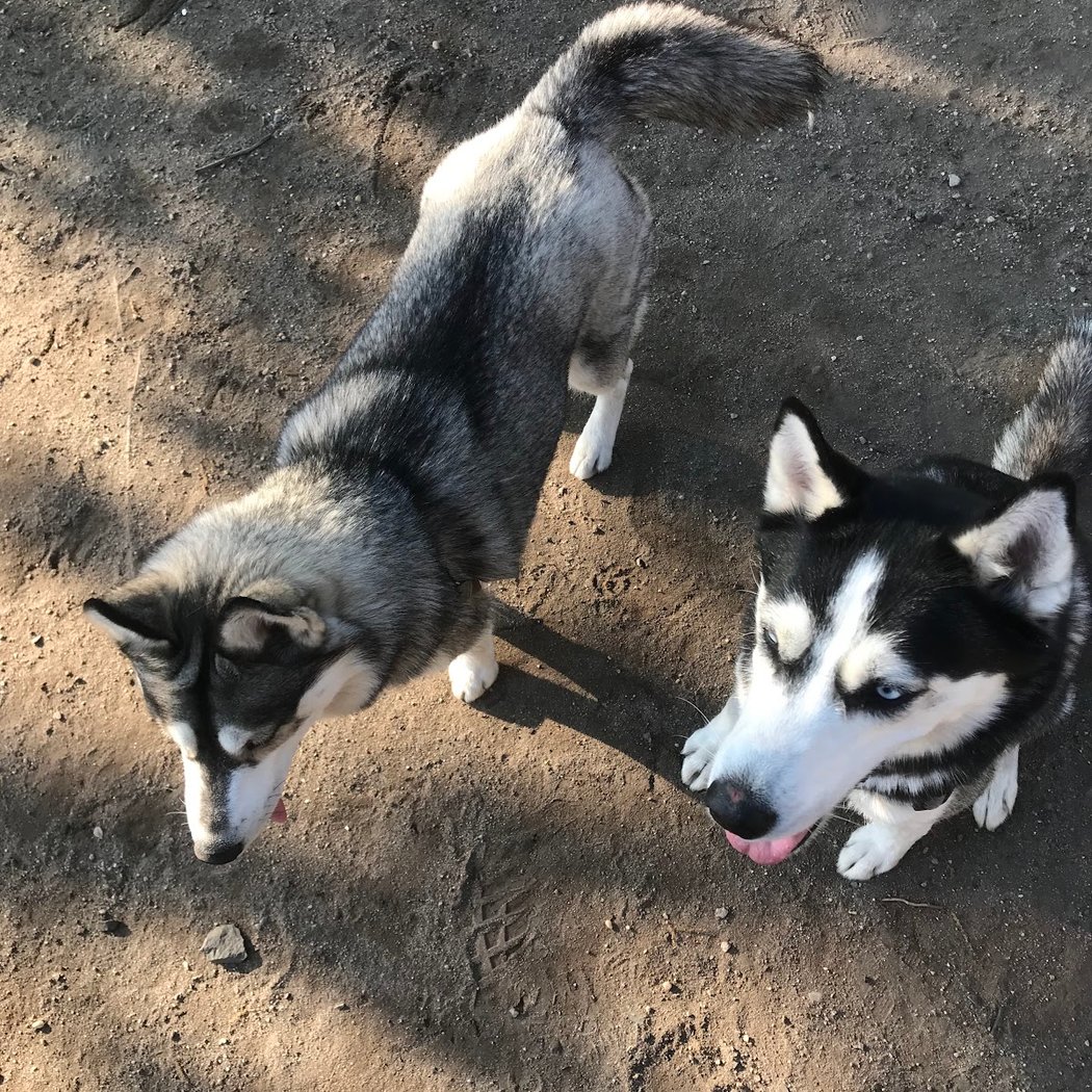 Cobble Hill Dog Park 3