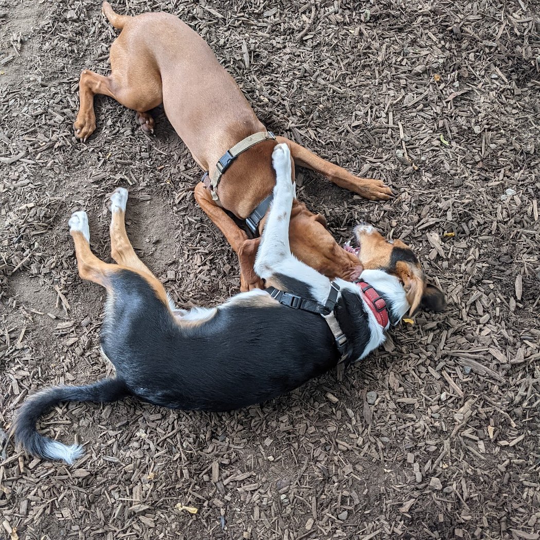 St. Nicholas Park Dog Run 1