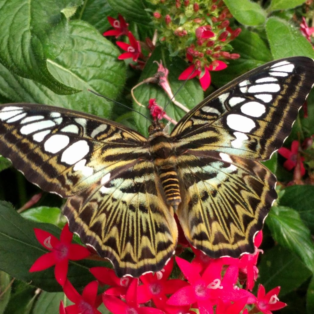 The Butterfly Garden 3