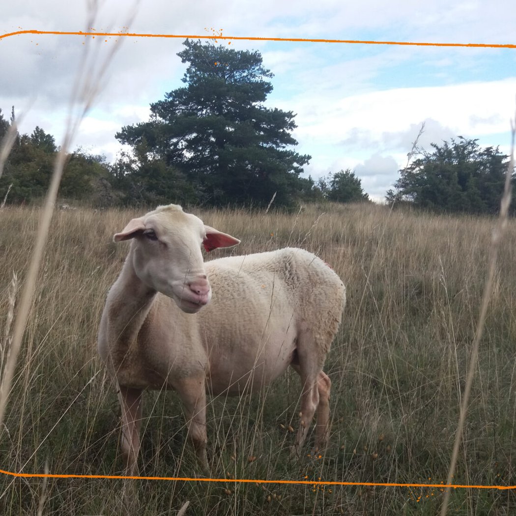 Larzac ! 1