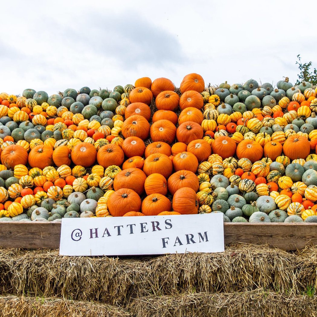 Pumpkin Patch 2