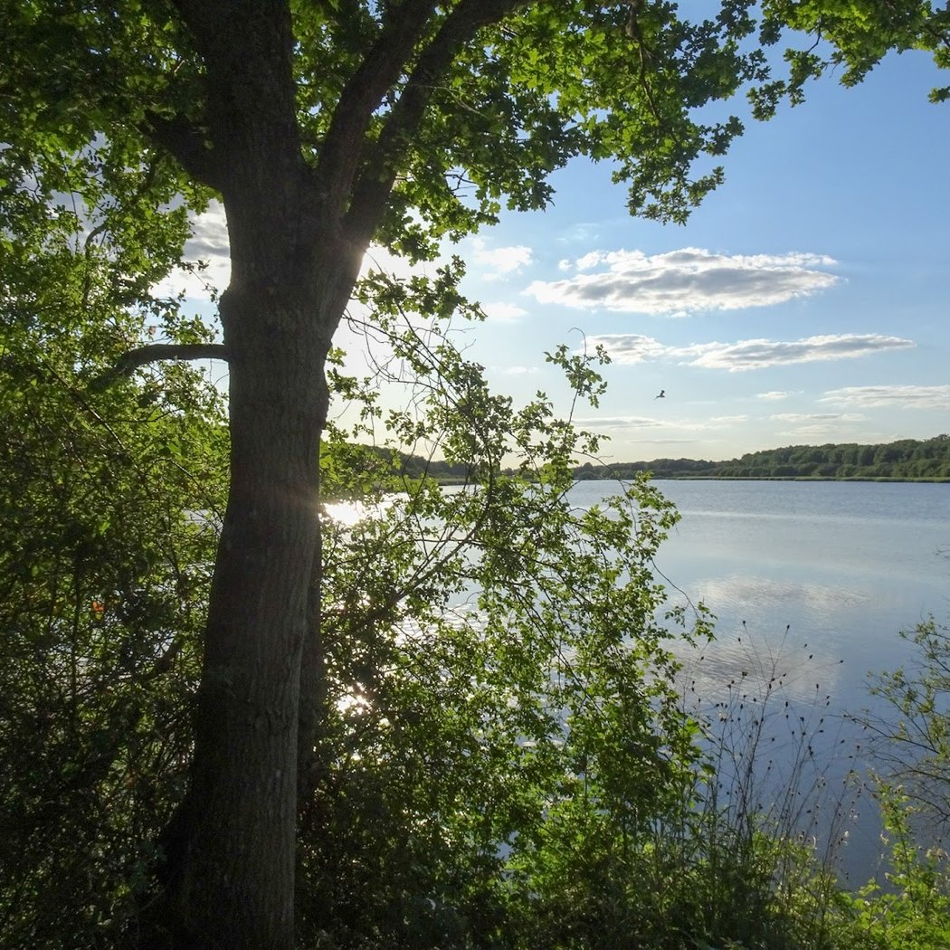 Etang de Saint-Hubert 2