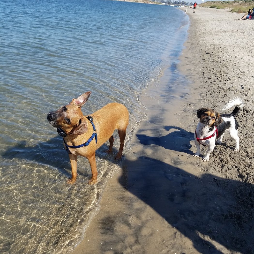 Fiesta Island Dog Park 3