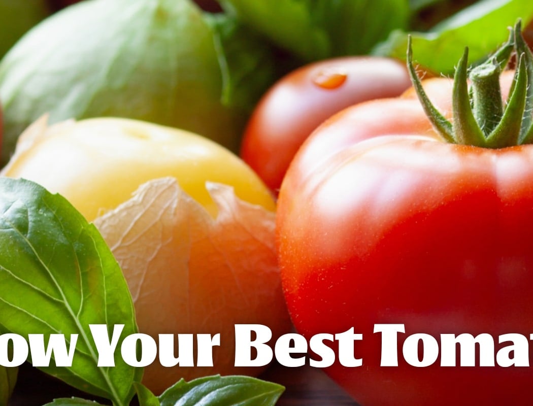 Grow Your Best Tomatoes Yet: Planting & Care Made Easy 1