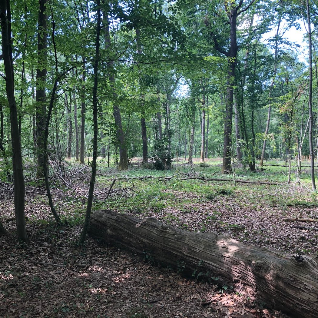 Foret de Rosny 2