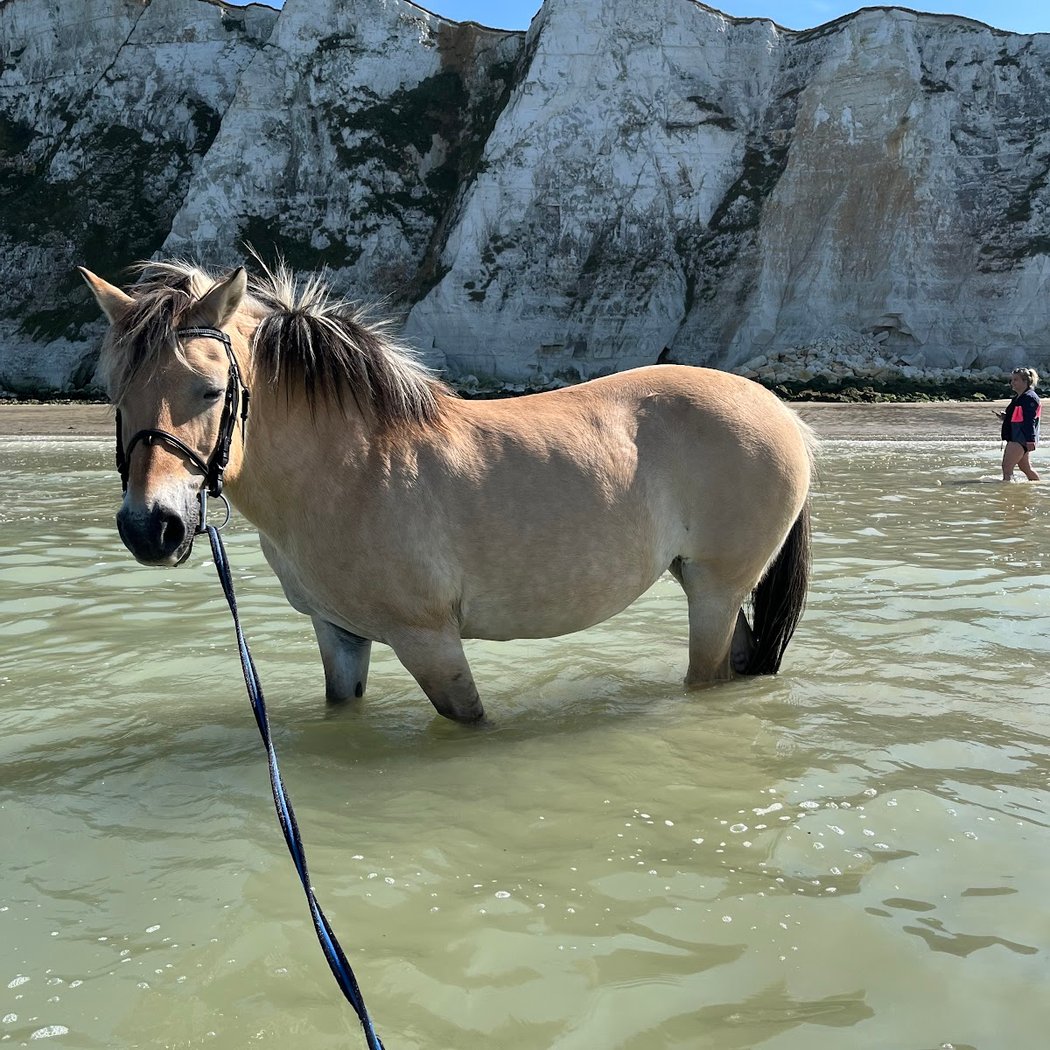 Plage de Saint-Martin-en-Campagne 1