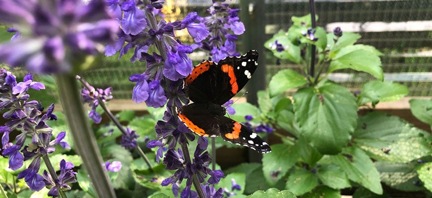 Flutter Fest 2026 1